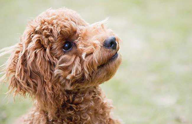 玩具贵宾犬多少钱一只