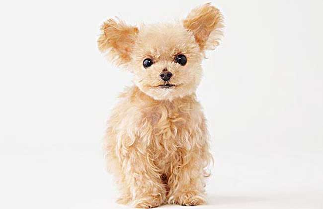 玩具贵宾犬多少钱一只