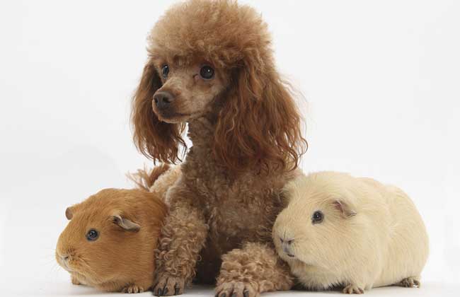 玩具贵宾犬多少钱一只