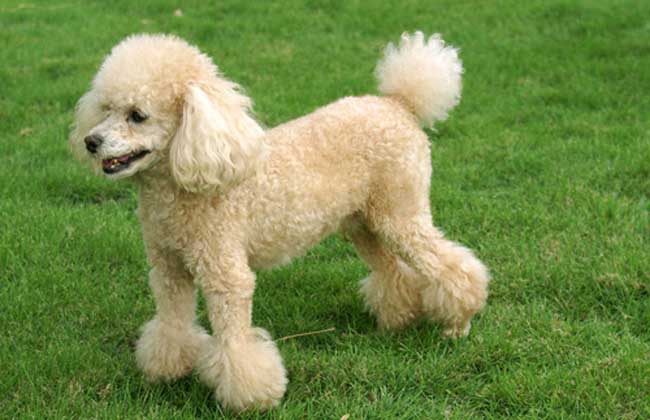 迷你贵宾犬多少钱一只