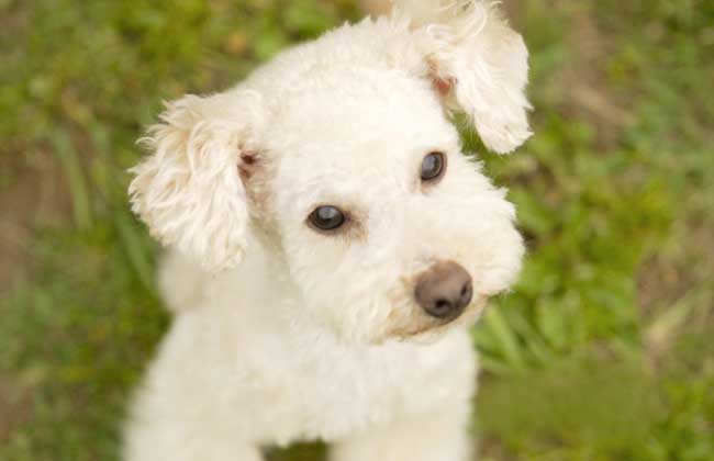 迷你贵宾犬多少钱一只