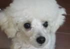 迷你贵宾犬多少钱一只？