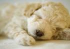 贵宾犬吃什么狗粮好？