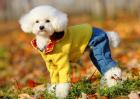 贵宾犬咳嗽怎么办？