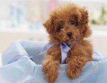 贵宾犬品种图片大全