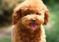 贵宾犬