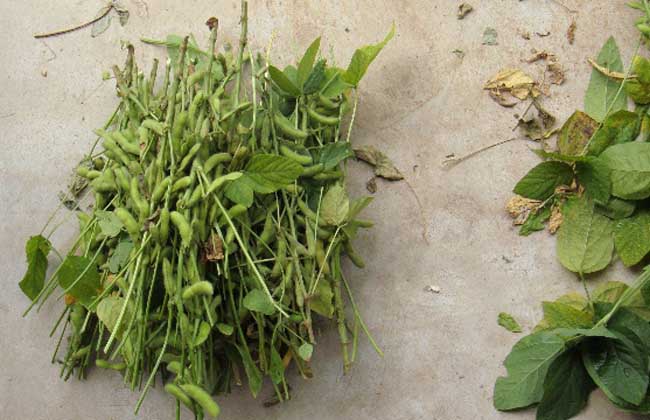 黑豆什么时候种植