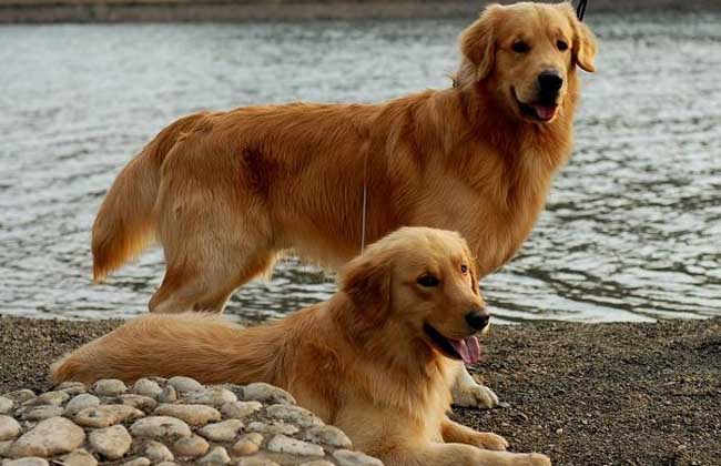 金毛犬多少钱一只
