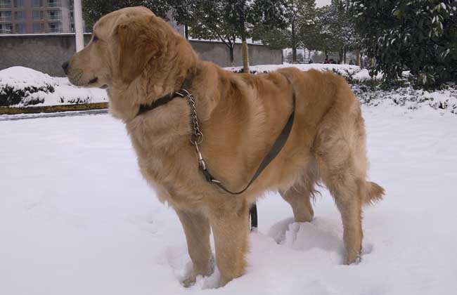 金毛犬怎么养才好