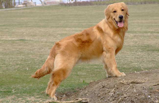 金毛犬怎么训练才好
