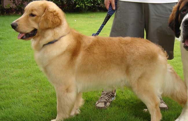 金毛犬吃什么狗粮好？