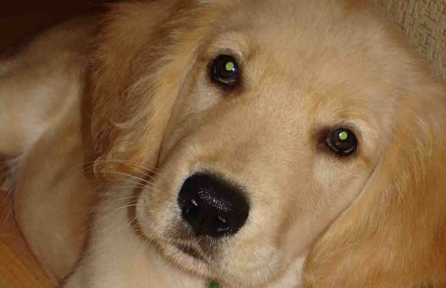 金毛犬和拉布拉多的区别