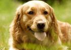 金毛犬多少钱一只？