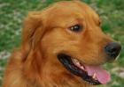 金毛犬怎么养才好？