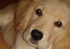 金毛犬和拉布拉多的区别