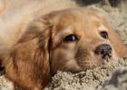 金毛犬好不好饲养？