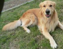 金毛犬