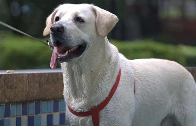 拉布拉多犬好养吗