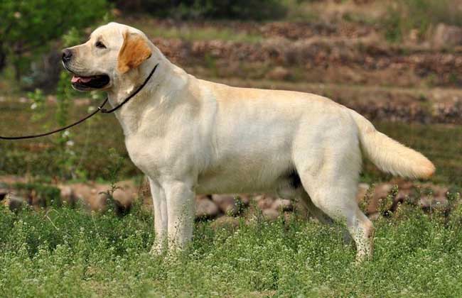 纯种拉布拉多犬怎么看