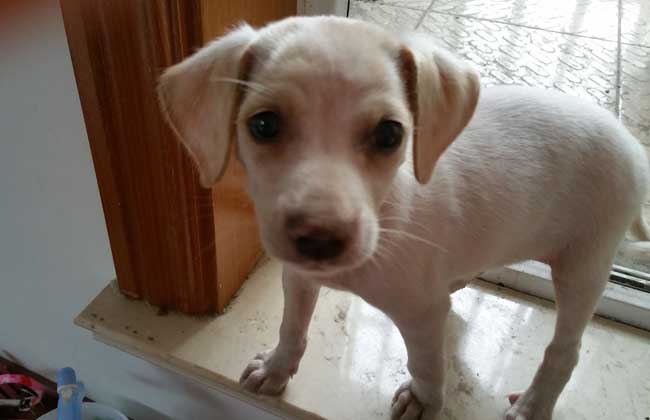 拉布拉多犬多少钱一只