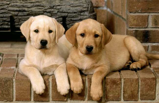 拉布拉多犬