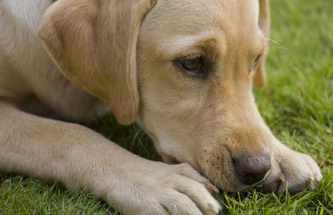 拉布拉多犬多少钱一只