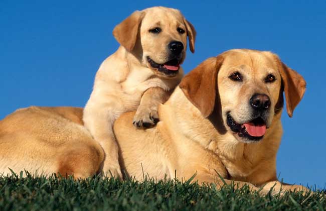 拉布拉多犬多少钱一只