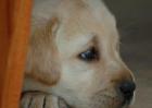 拉布拉多犬什么颜色贵？