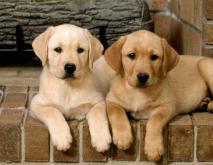 拉布拉多犬