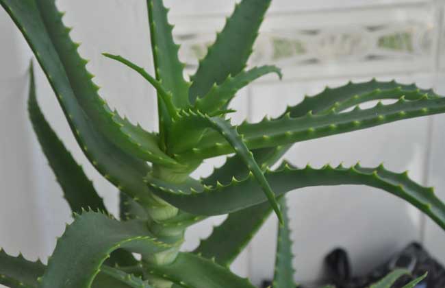 库拉索芦荟