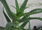 库拉索芦荟的繁殖方法