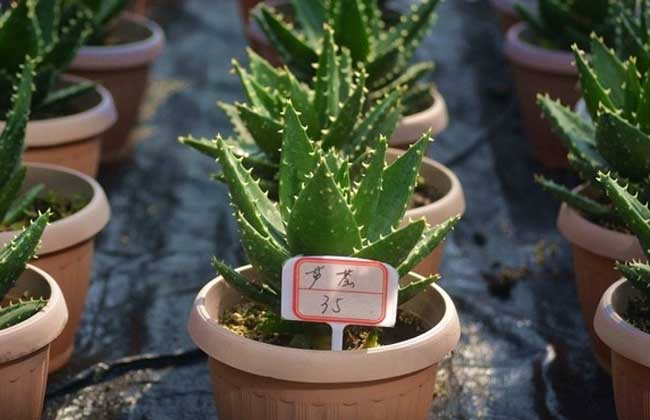 芦荟长黑斑怎么办
