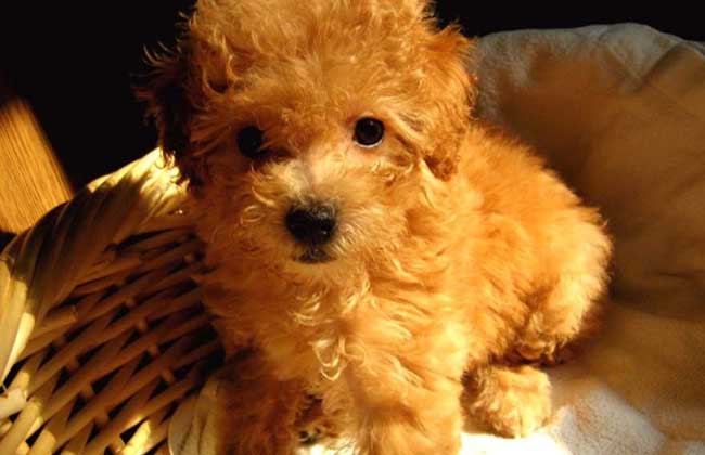 贵宾犬和泰迪犬的区别