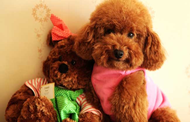 泰迪犬怎么养才好