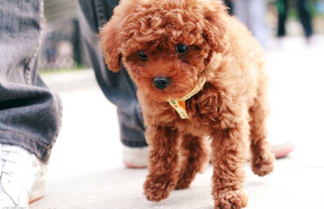 比熊犬和泰迪犬的区别