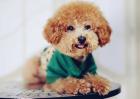 泰迪犬皮肤病怎么治？