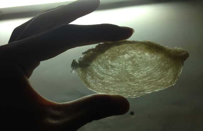 燕窝是怎么形成的