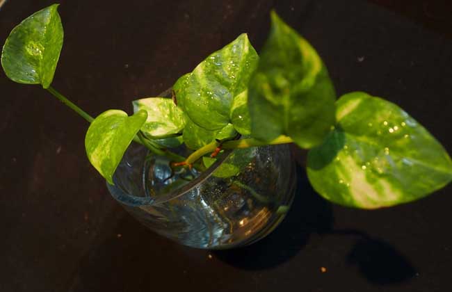 水培绿萝多久换一次水