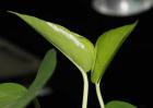 绿萝怎么移植才好？
