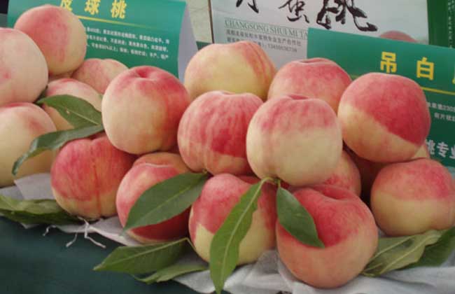 水蜜桃多少钱一斤