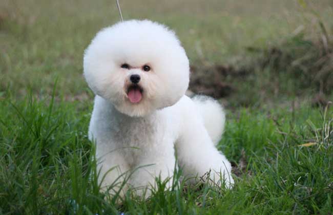 纯种比熊犬多少钱一只