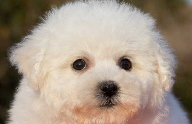 比熊犬吃什么狗粮好