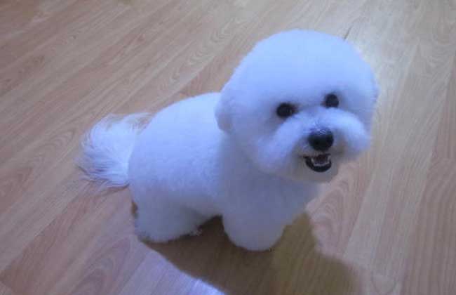 比熊犬能长多大