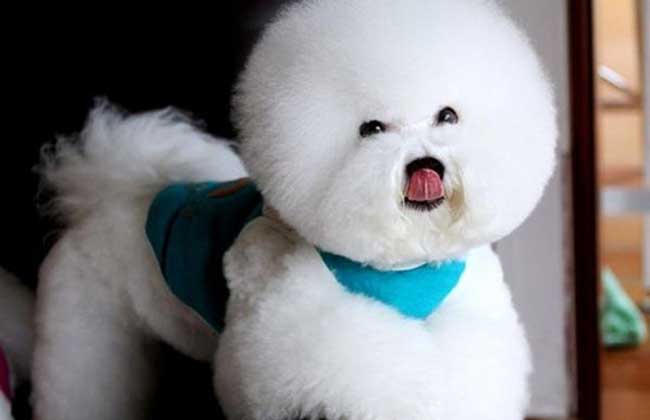 比熊犬好饲养吗