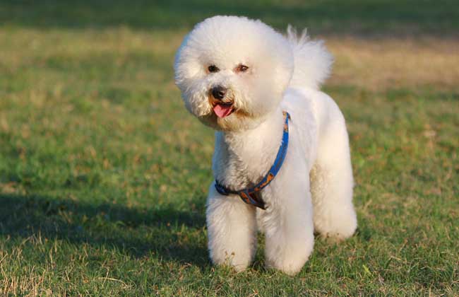 比熊犬