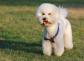 比熊犬