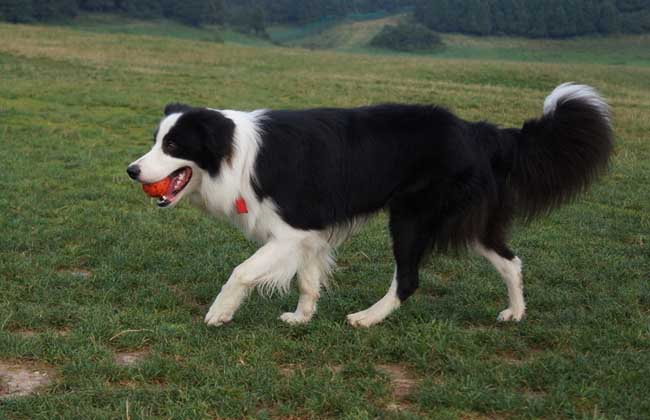 边境牧羊犬智商高吗