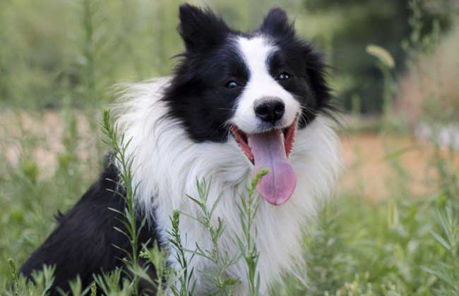边境牧羊犬吃什么狗粮