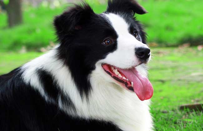 边境牧羊犬好养吗