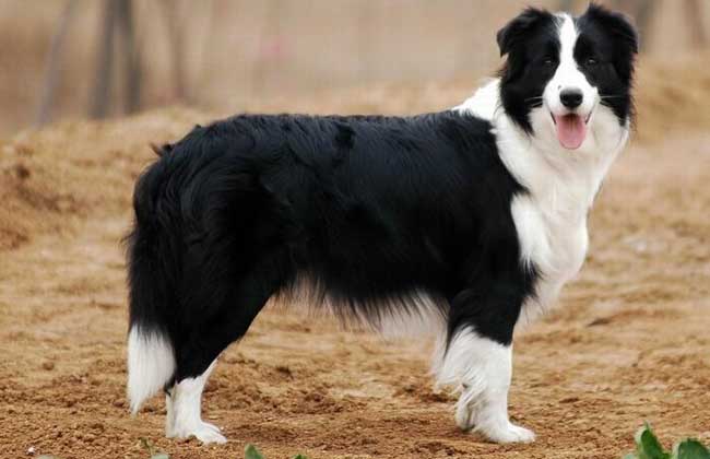 边境牧羊犬